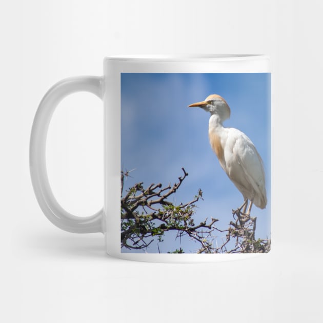 Cattle egret perched on a tree by HazelWright